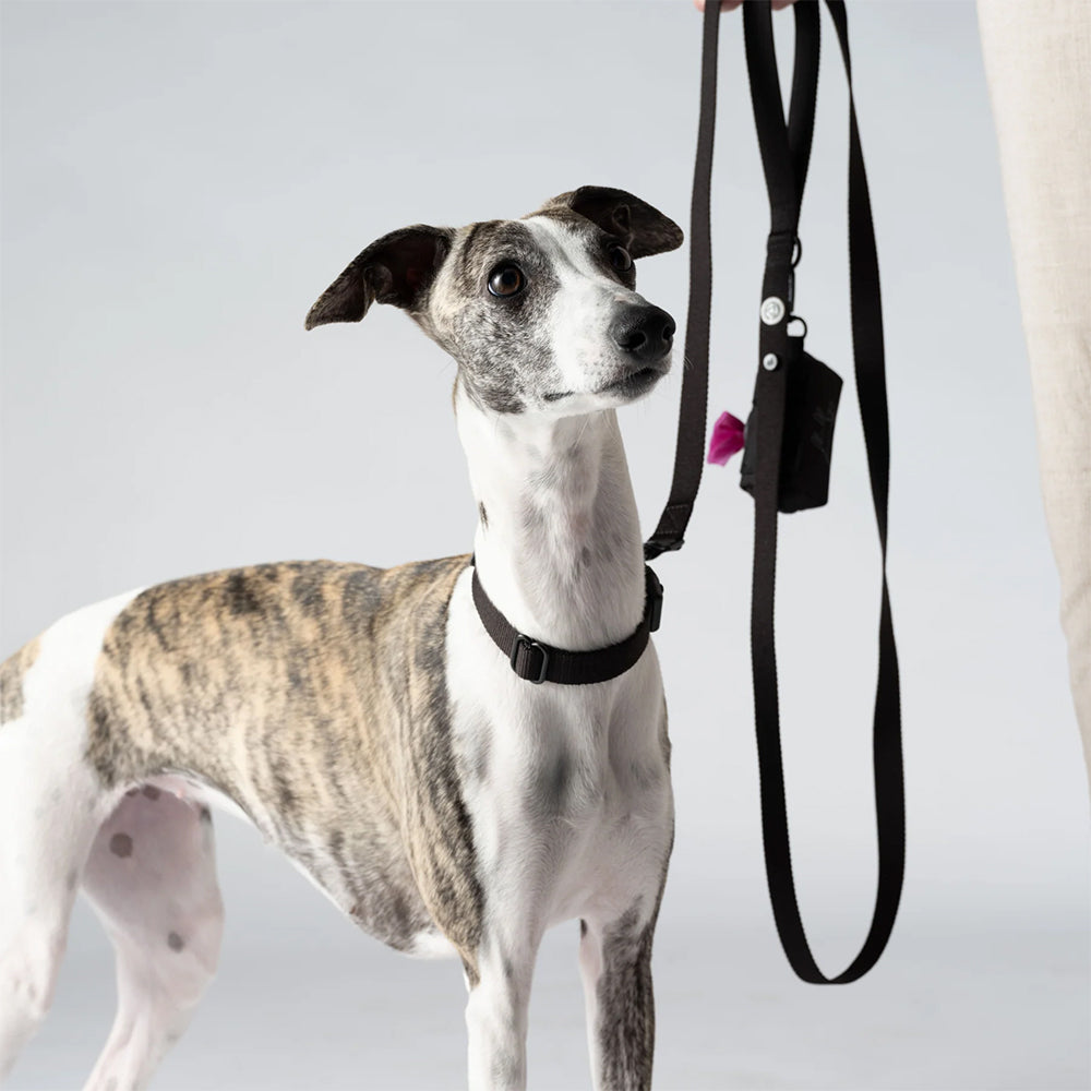 Hund an der schwarzen Kodie-Leine von Barkalot