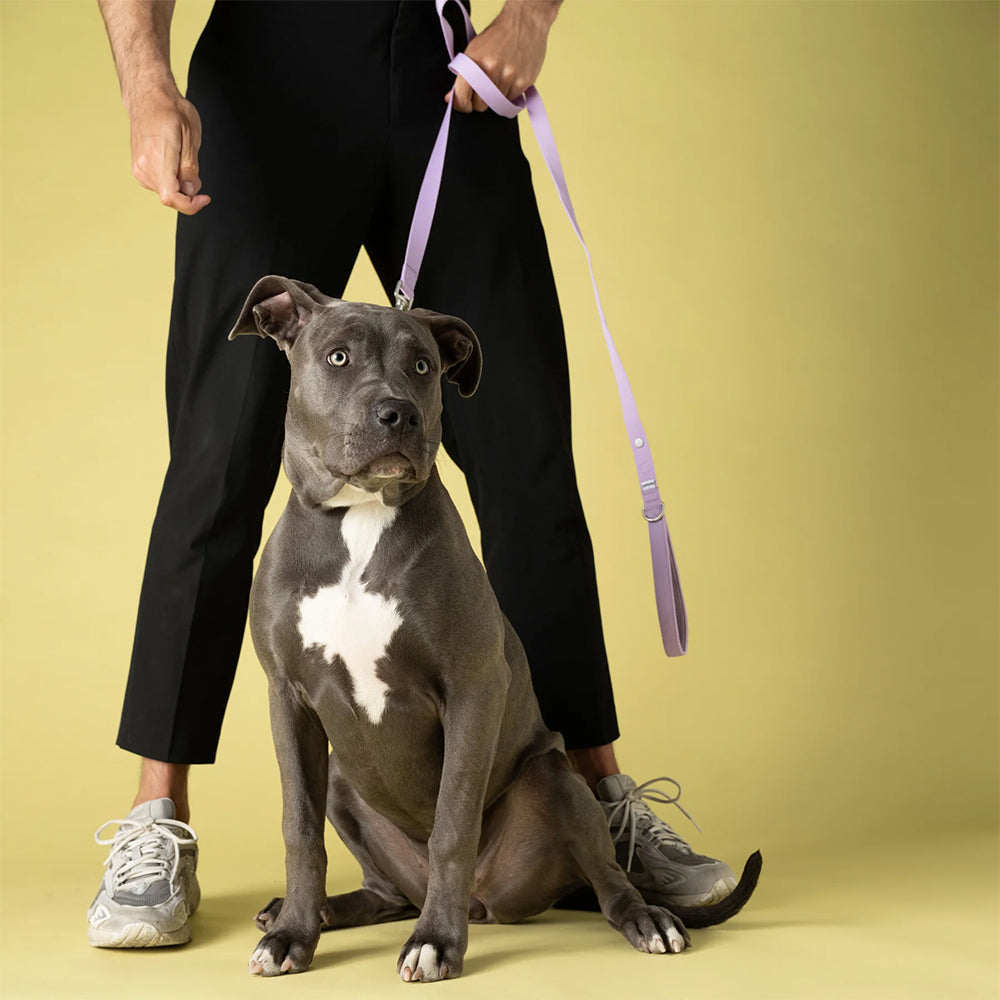 Hund an der lila Kodie-Leine mit Besitzer im urbanen Look