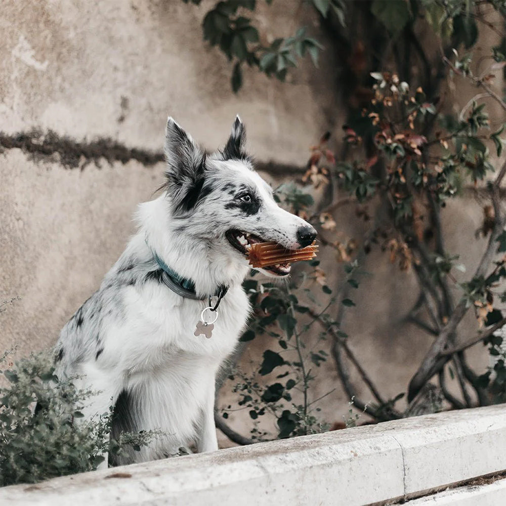 Hund spielt mit dem Teether Clean Spielzeug aus Bio-Harz, ideal für interaktive Spielsessions.