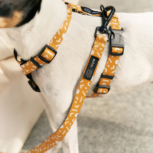 Hundeleine Juno in gelb von Cafide. Nachhaltig aus recyceltem PET hergestellt.