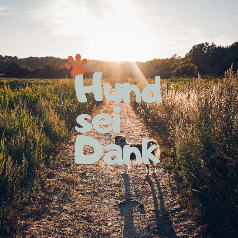 Premium | 90 Min. Hundefotoshooting inkl. 5 bearbeitete Bilder