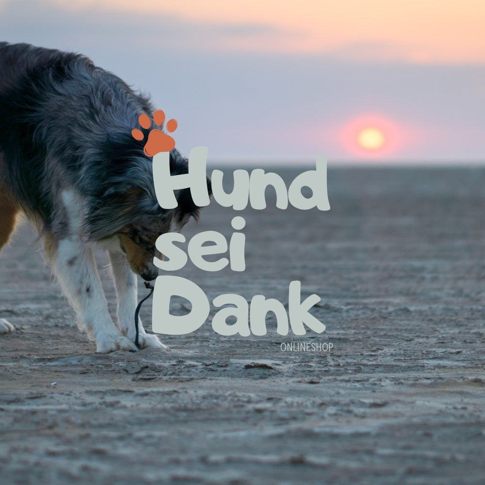 Premium | 90 Min. Hundefotoshooting inkl. 5 bearbeitete Bilder