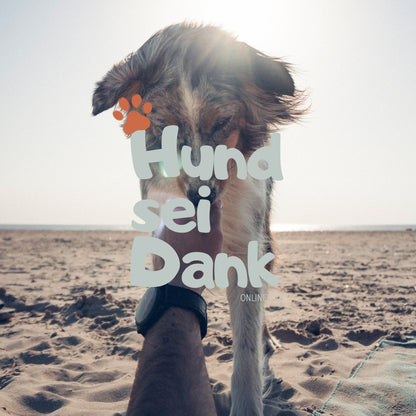 Premium | 90 Min. Hundefotoshooting inkl. 5 bearbeitete Bilder