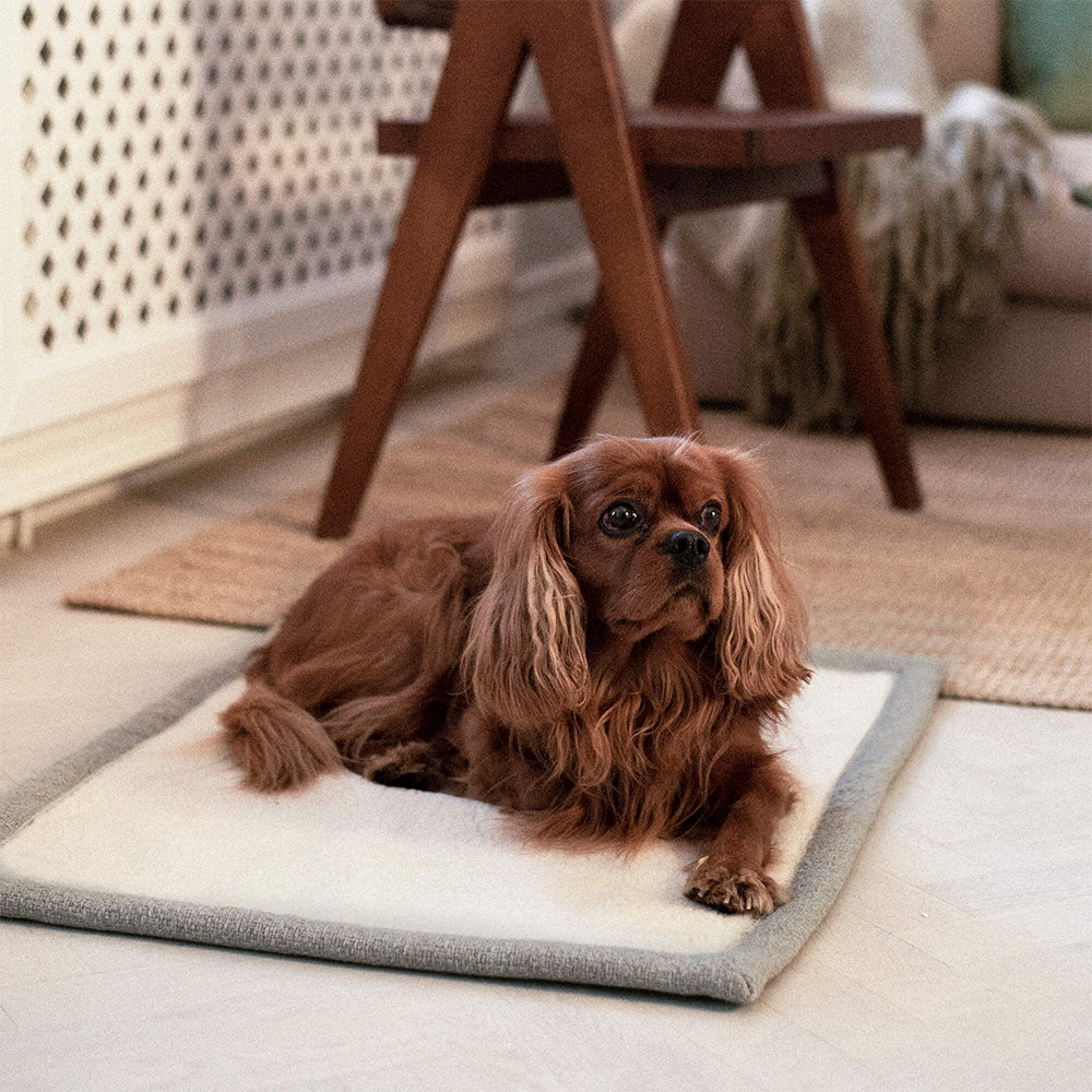 Hund liegt auf der kuscheligen Seite der Hundedecke Snuggle von Denjo Dogs in greige.