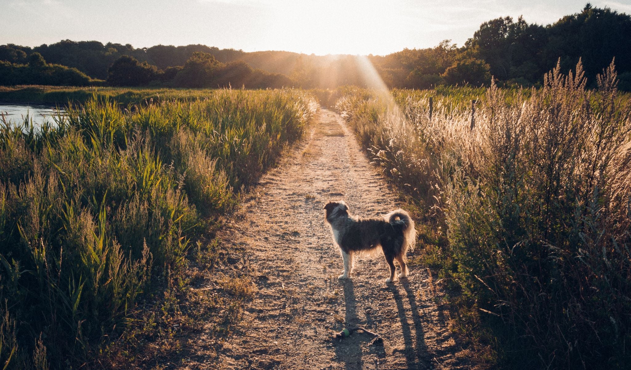 Hund während der goldenen Stunde mit Blick in den Sonnenuntergang.