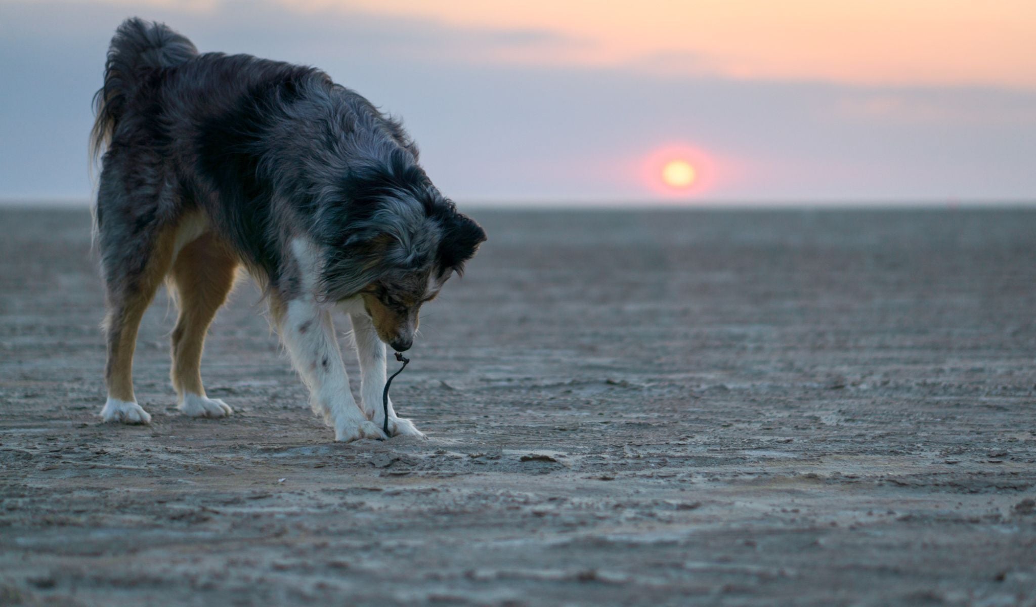 Hund am Strand während des Sonnenuntergangs an der Nordsee.