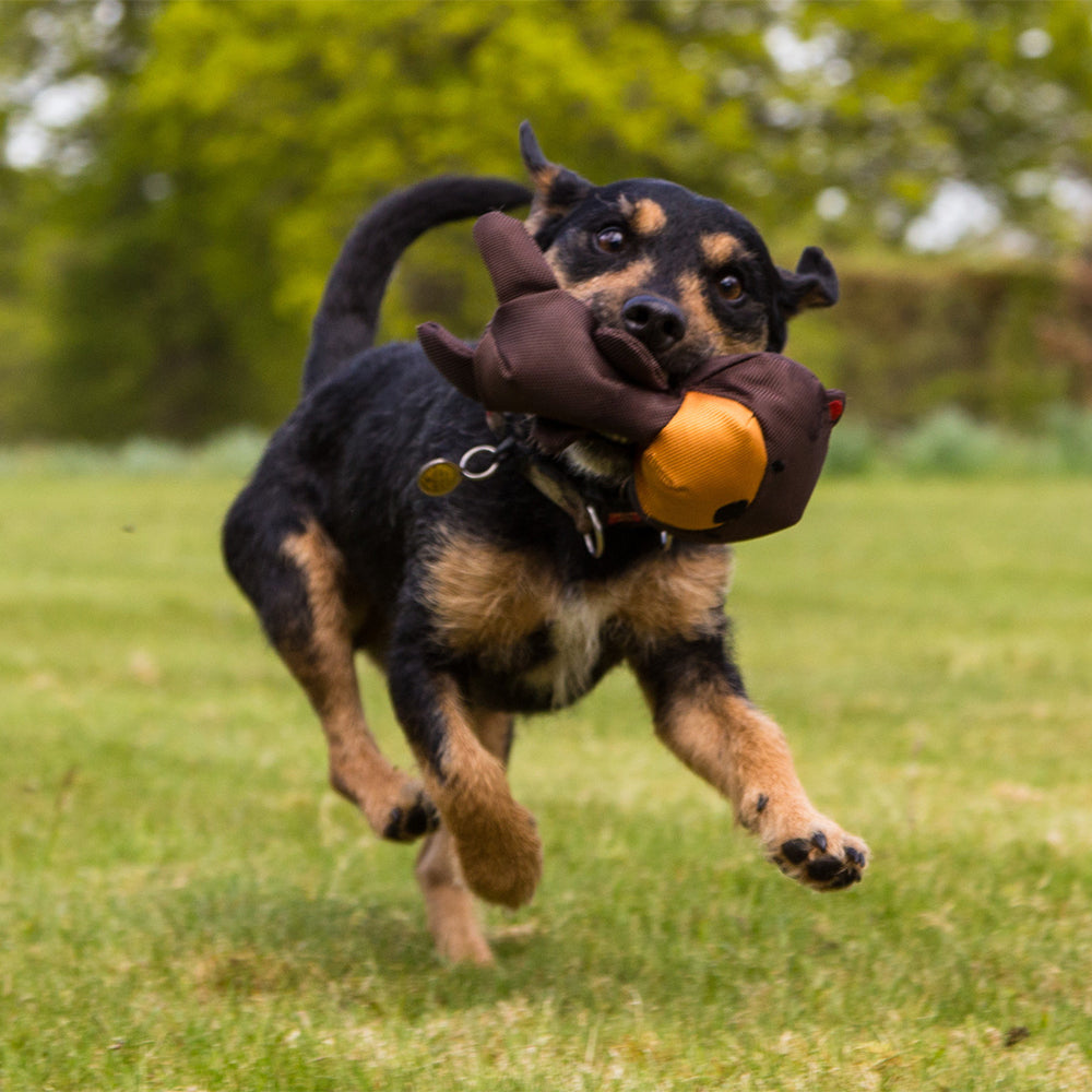 Hund trägt Toby the Teddy draußen im Maul während des Rennens.