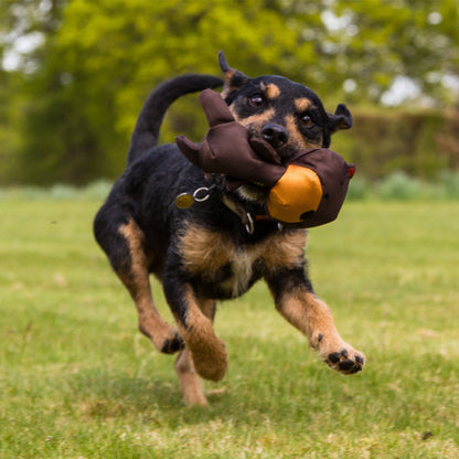 Hund trägt Toby the Teddy draußen im Maul während des Rennens.