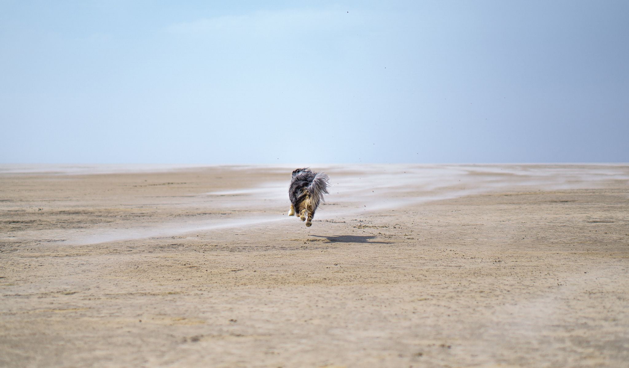 Hund läuft über einen breiten Sandstrand zum Meer.