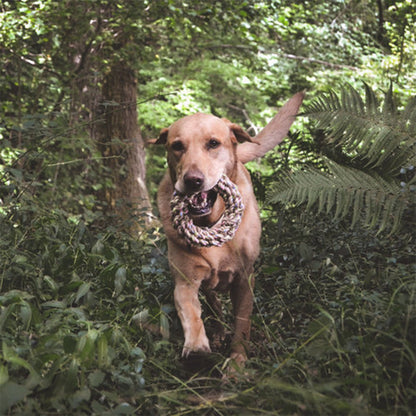Hund läuft durch den Wald mit dem Hemp Ring von Beco im Maul.
