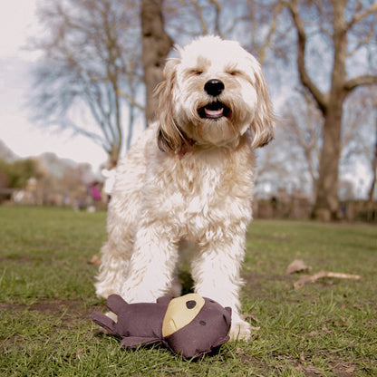 Toby the Teddy liegt vor den Pfoten eines Hundes auf einer Wiese.
