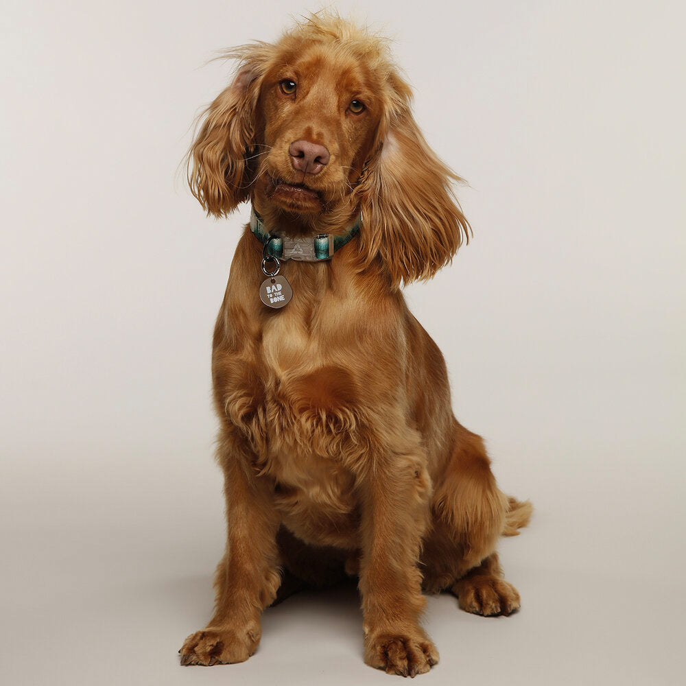 Hund trägt das EDDGY™ Hundehalsband, das aus recyceltem Material besteht und sich durch hohen Tragekomfort auszeichnet.