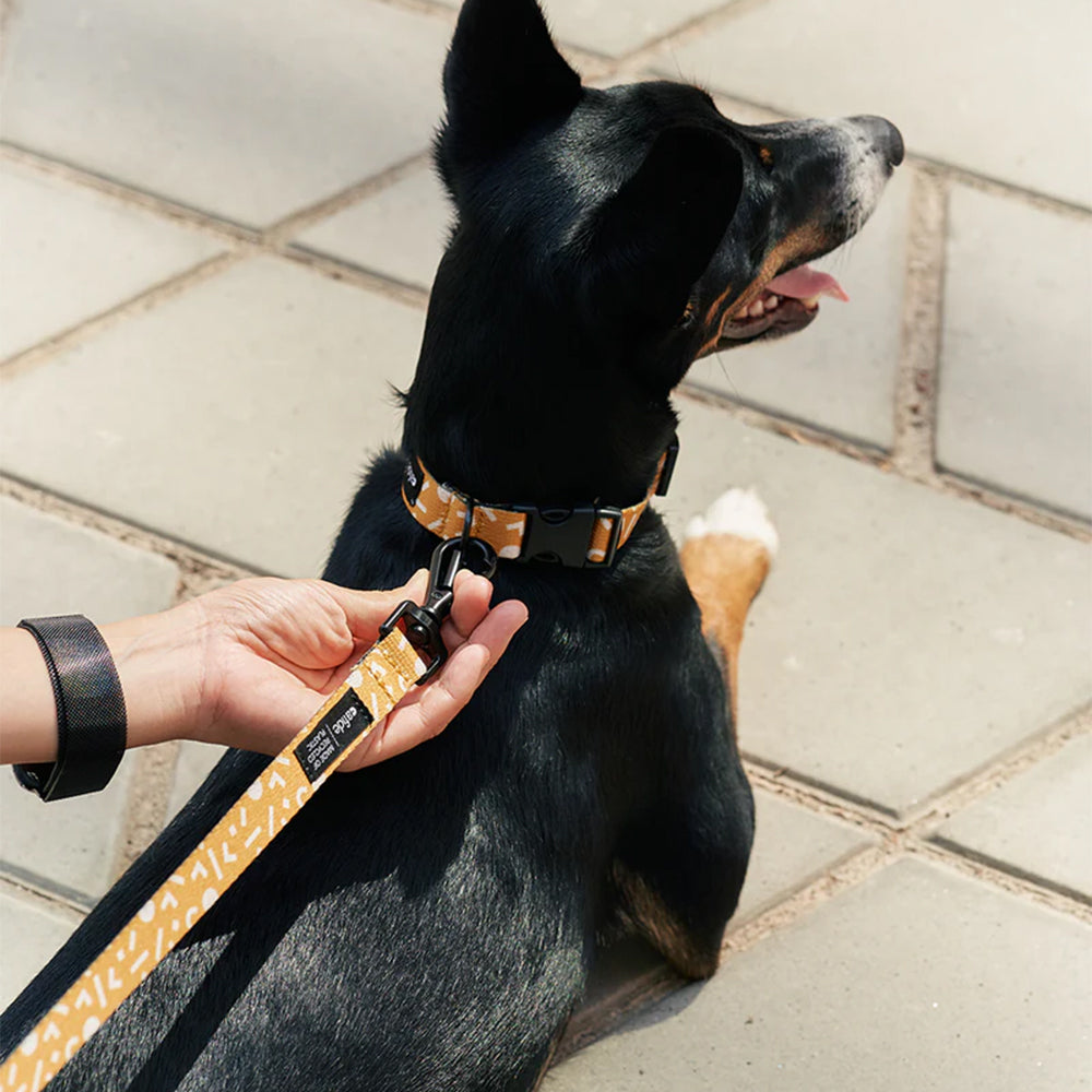 Mensch befestigt die Leine am Halsband Juno in der Farbe: Senf von Cafide für einen sommerlichen Spaziergang durch die Stadt.