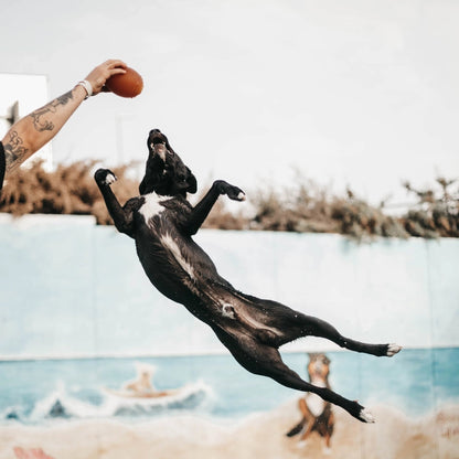 Mensch spielt draußen mit Hund und dem Retorn American Football – dynamisches, natürliches Spielzeug für Wurf- und Apportierspiele