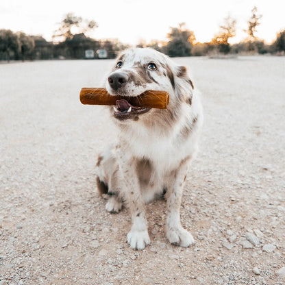 Hund hält den Retorn Flosser aus Bio-Harz im Maul und blickt direkt in die Kamera – natürliches Spielzeug in stilvoller Szene
