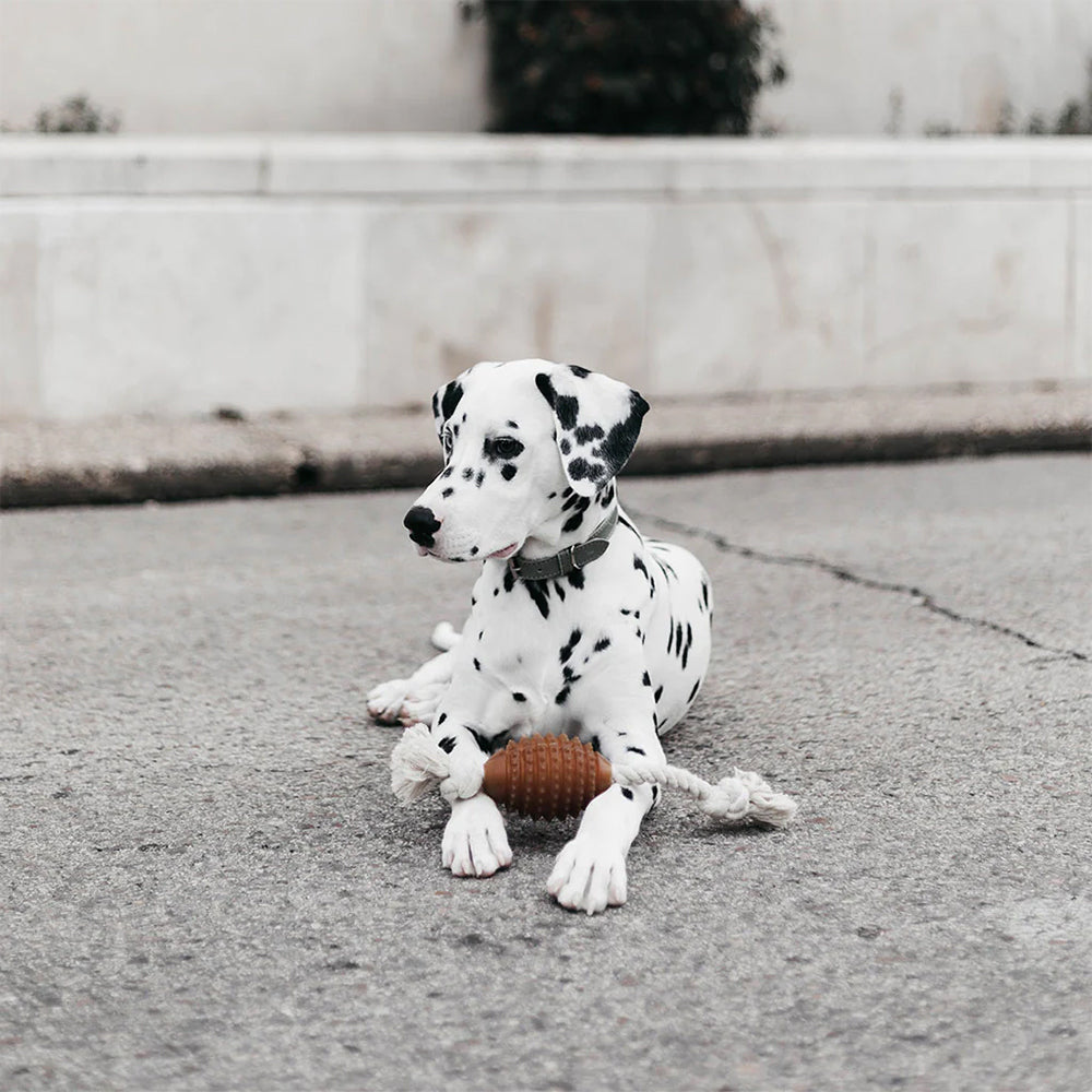 Dalmatiner liegt entspannt mit dem Retorn Rugby Spike & Rope Hundespielzeug auf den Pfoten – nachhaltiger Spielspaß mit Bio-Harz und Baumwollseil