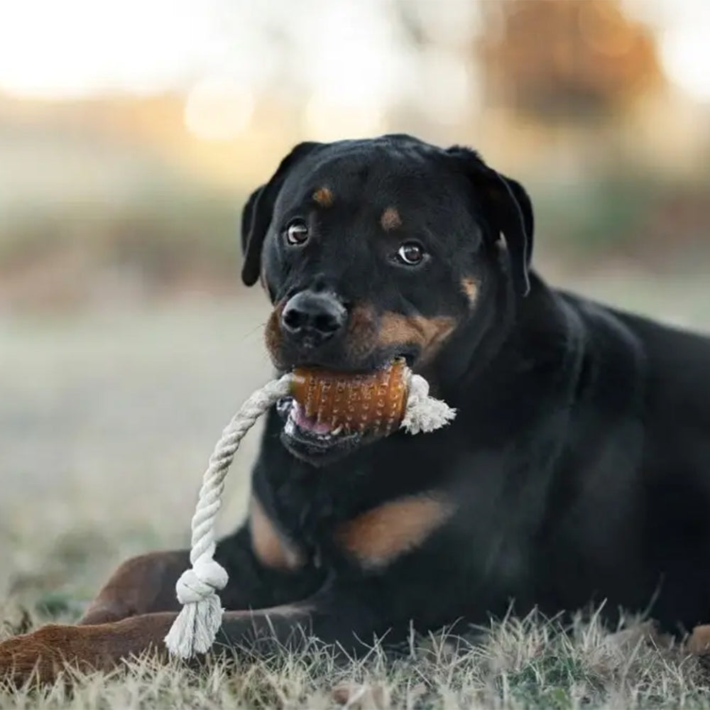 Hund mit dem Retorn Rugby Spike & Rope Spielzeug im Maul – elastischer Bio-Harz-Rugby mit Baumwollseil für aktiven Spielspaß