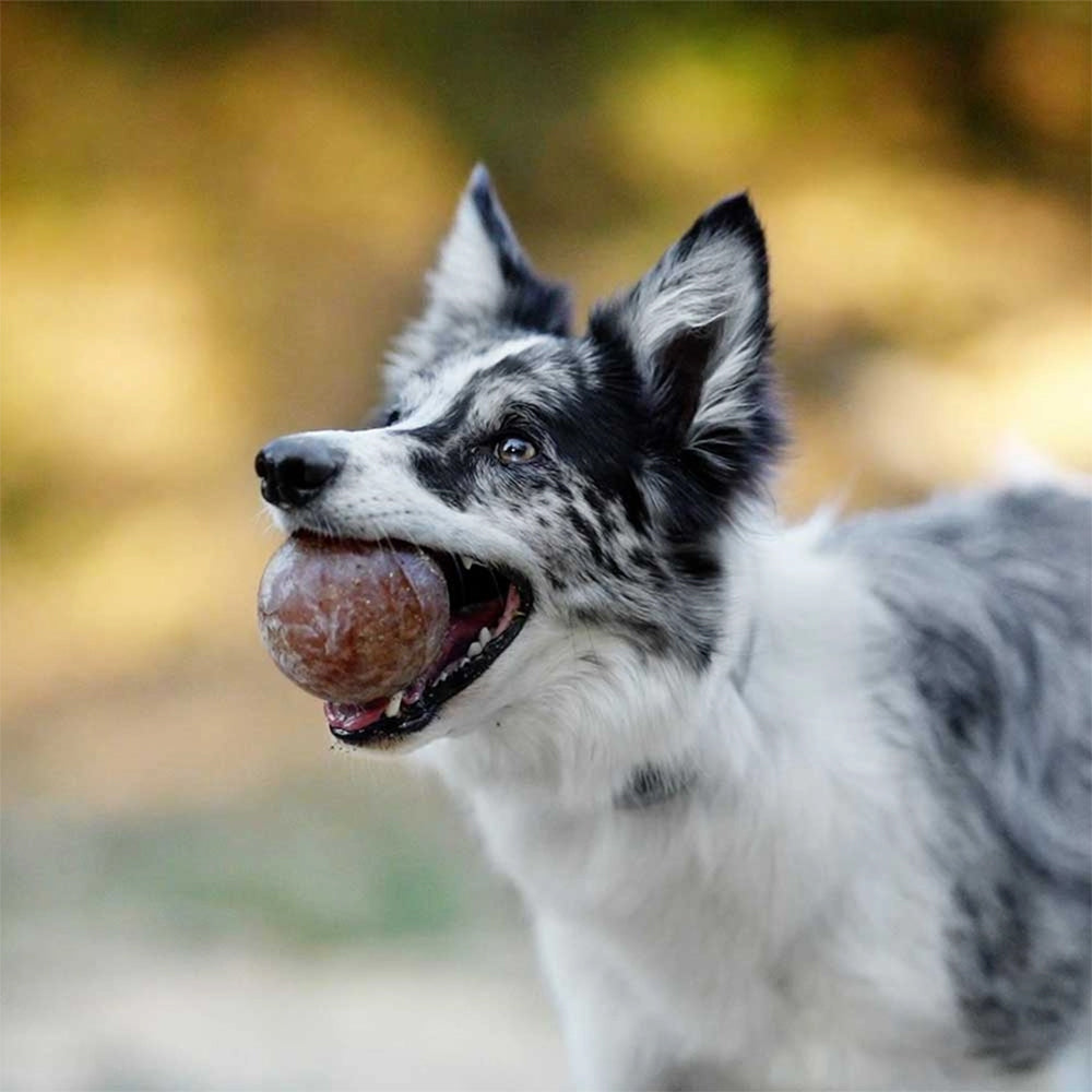 Hund spielt mit dem Strong Ball von Retorn aus Bio-Harz