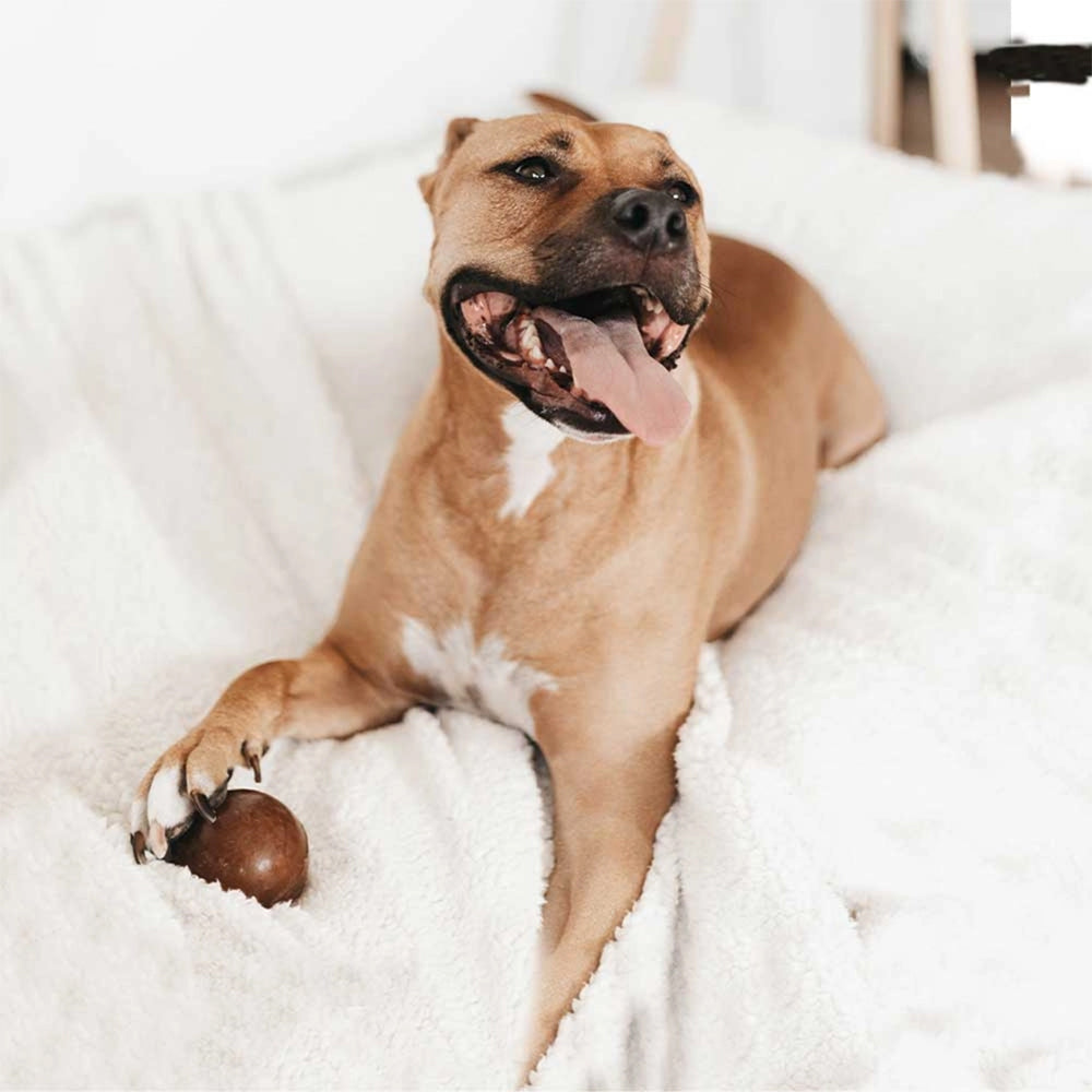 Hund hält den Strong Ball von Retorn mit der Pfote – natürliches Hundespielzeug aus Bio-Harz