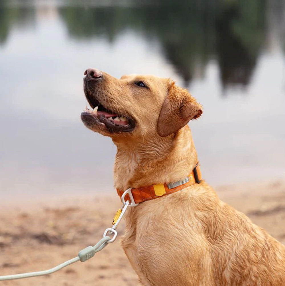 Hund trägt das Roam Hundehalsband in Terracotta Ripple bei einem Spaziergang am See – bequem, reflektierend und stilvoll für Outdoor-Abenteuer.