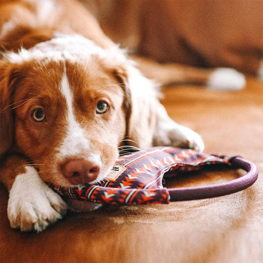 Hund hält die Squeaky Frisbee in Polar Night von Woolly Wolf im Maul – nachhaltiges Apportierspielzeug aus recyceltem PET, ideal für aktive Hunde.