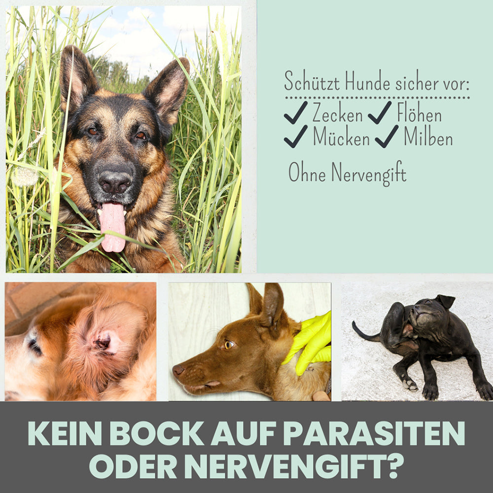 Zpot-On von Noms+ schützt Hunde vor Zecken, Flöhen, Milben und Mücken