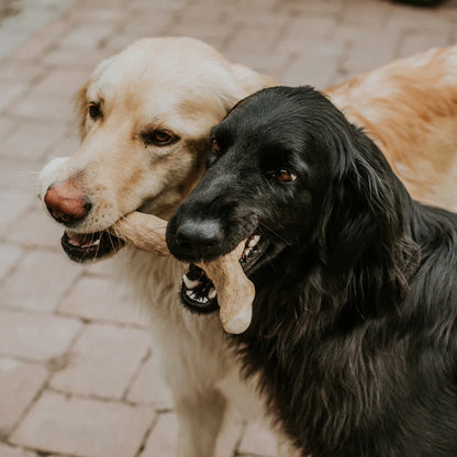  Zwei Hunde spielen gemeinsam mit dem Kaustab aus Kaffeeholz – sicherer Kauspaß für mehrere Vierbeiner